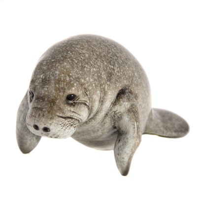 manatee gray target