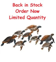 41 1/4 Inches Wide x 22 Inches High Metal Turtles Wall Sculpture