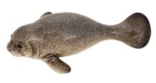 Grey Manatee Magnet