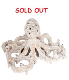 11 Inches Wide Coral Look Octopus