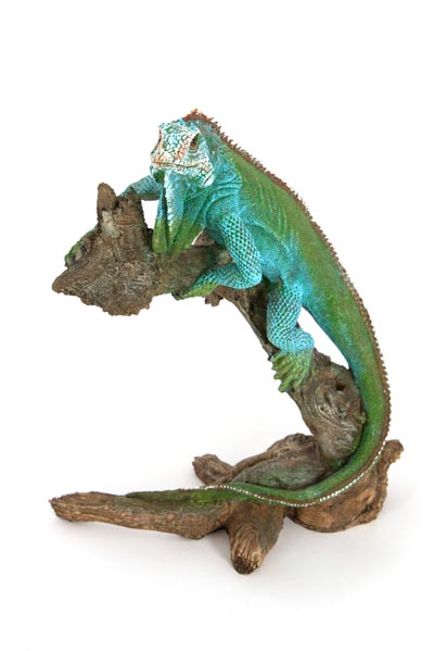 Iguana Climbing on Branch