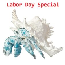 8 1/4 Inches Wide x 6 1/2 Inches High White-Washed Blue Crab in Shell