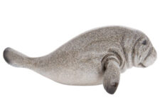 14 Inches Long Grey Manatee Figurine